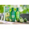 Dầu Gội Bưởi Falles Thái Lan Ngăn Rụng Tóc 300Ml - Gdn - Ảnh 6