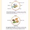 Nước Ép Lê Rễ Hoa Chuông Đen Hữu Cơ Cho Bé 1 Tuổi Aram Farm Giúp Tăng Đề Kháng Hô Hấp, Bổ Sung Vitamin, Không Đườngnước Ép Lê Rễ Hoa Chuông Đen Hữu Cơ Cho Bé 1 Tuổi Aram Farm Giúp Tăng Đề Kháng Hô Hấp, Bổ Sung Vitamin, Không Đường - Ảnh 5