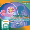 Copdhel Cường Phế Giảm Ho Hen Suyễn - Frize - Ảnh 4