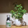 Melasma Green 21 - Phan An Green - Ảnh 17