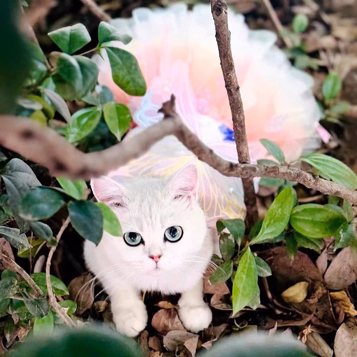 Váy Công Chúa Bướm Xinh Cho Thú Cưng Chó Mèo Dễ Thương - Ảnh 2