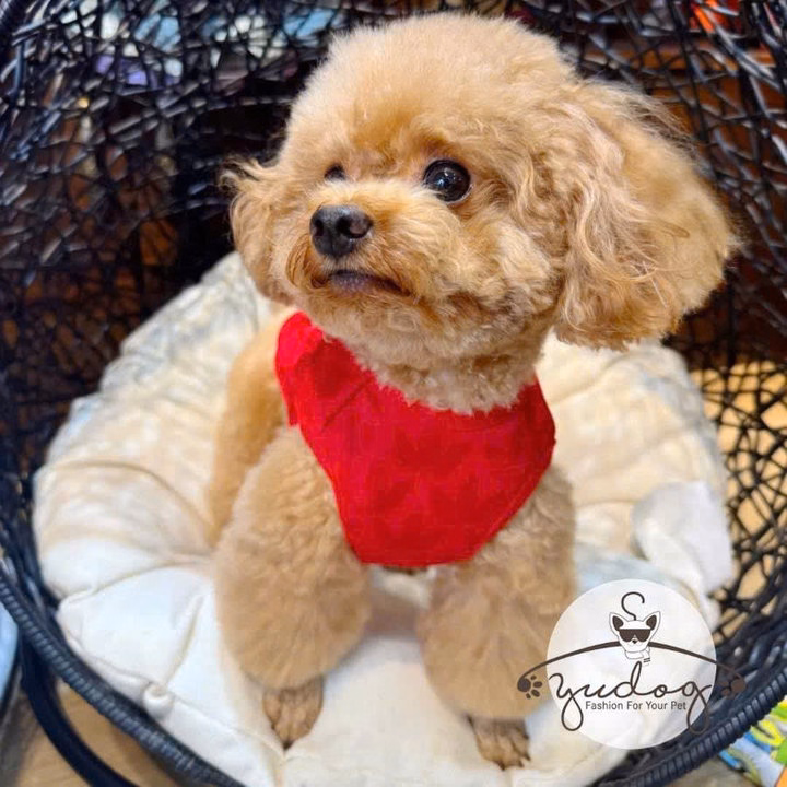 Áo Thun Labubu Hoạt Hình Dễ Thương Cho Thú Cưng Chó Mèo - Ảnh 3