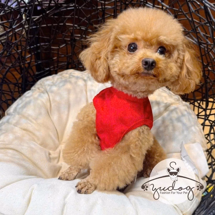 Áo Thun Labubu Hoạt Hình Dễ Thương Cho Thú Cưng Chó Mèo - Ảnh 4