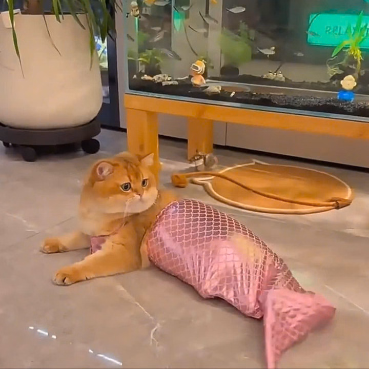 Váy Nàng Tiên Cá Từ 2.5-6Kg Dành Cho Chó Mèo - Ảnh 3