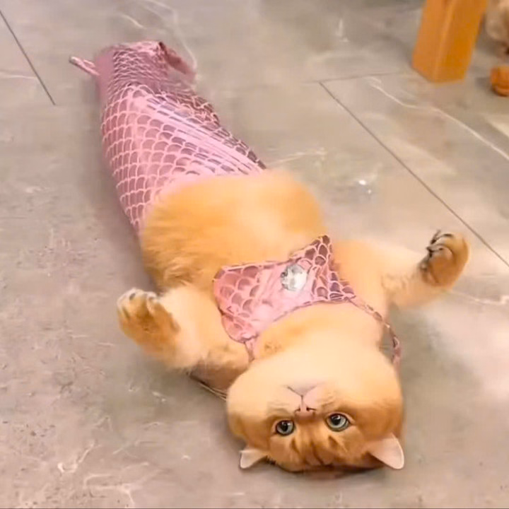 Váy Nàng Tiên Cá Từ 2.5-6Kg Dành Cho Chó Mèo - Ảnh 5