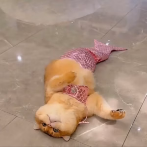 Váy Nàng Tiên Cá Từ 2.5-6Kg Dành Cho Chó Mèo