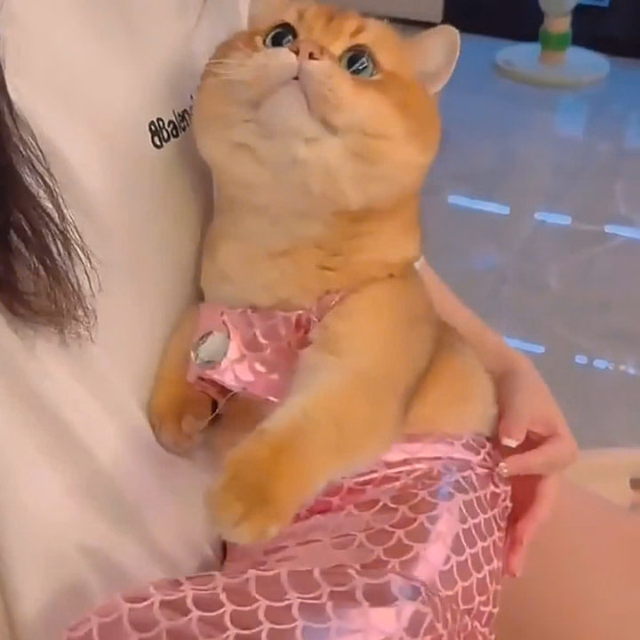 Váy Nàng Tiên Cá Từ 2.5-6Kg Dành Cho Chó Mèo - Ảnh 4