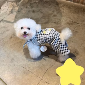 Jum Yếm Caro Dễ Thương Từ 1-6.5Kg Cho Thú Cưng Chó Mèo