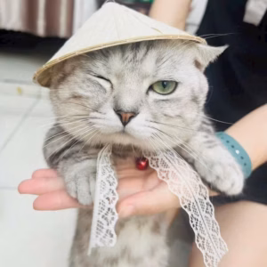 Nón Lá Siêu Xinh Cho Thú Cưng Chó Mèo