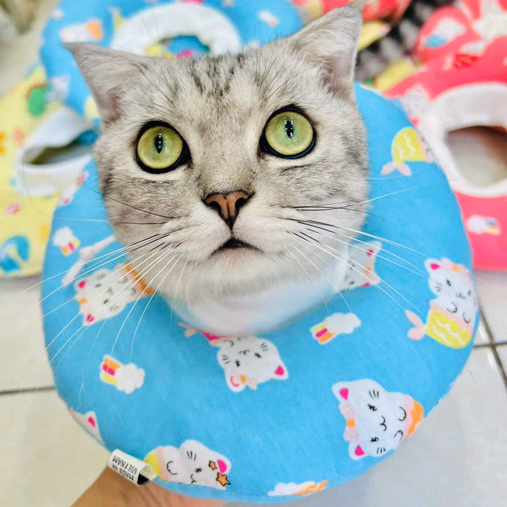 Vòng Chống Liếm Loa Chống Liếm Từ 1-13Kg Dành Cho Thú Cưng Chó Mèo