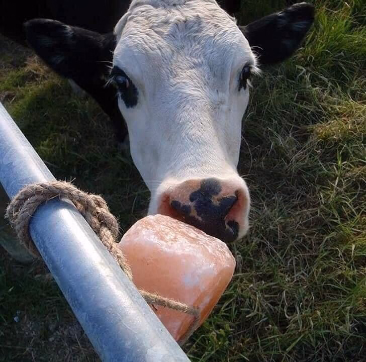 Viên Đá Muối Liếm Gia Súc 2.5Kg Đến 3Kg - Hima`S Pharmaceutical - Ảnh 5